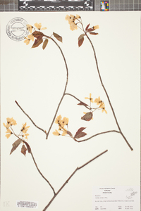 Amelanchier laevis image