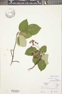 Amelanchier laevis image