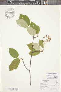 Amelanchier laevis image