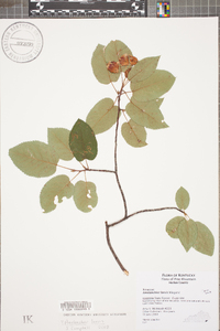 Amelanchier laevis image