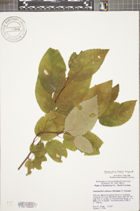 Amelanchier laevis image