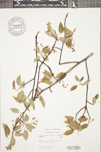 Amelanchier laevis image