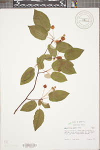 Amelanchier laevis image