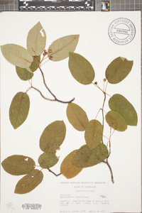 Amelanchier laevis image