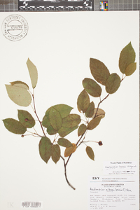 Amelanchier laevis image