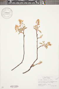 Amelanchier canadensis image