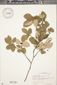 Amelanchier canadensis image