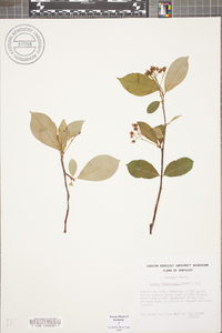 Aronia melanocarpa image