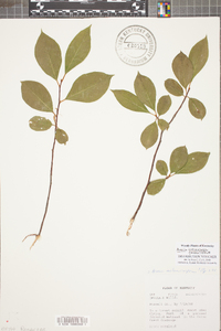 Aronia melanocarpa image