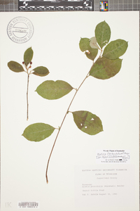 Aronia × prunifolia image