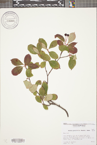 Aronia × prunifolia image