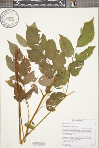 Aruncus dioicus image