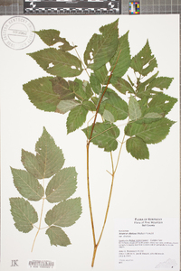 Aruncus dioicus image