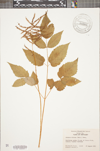 Aruncus dioicus image