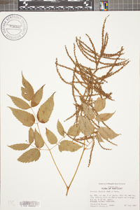 Aruncus dioicus image