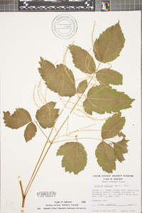 Aruncus dioicus image