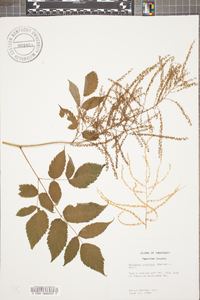 Aruncus dioicus image