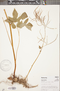 Aruncus dioicus image