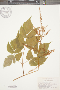 Aruncus dioicus image