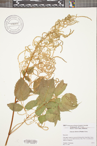 Aruncus dioicus image