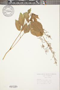 Aruncus dioicus image