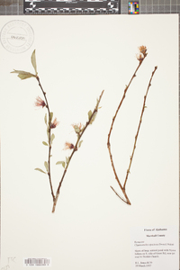 Chaenomeles speciosa image