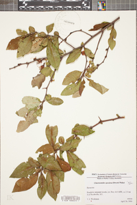 Chaenomeles speciosa image