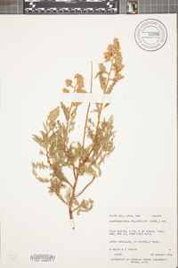 Chamaebatiaria millefolium image