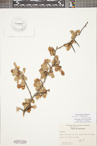 Crataegus berberifolia image