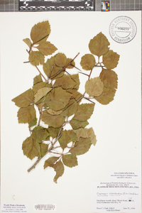 Crataegus calpodendron image