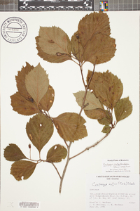 Crataegus calpodendron image