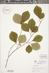 Crataegus calpodendron image