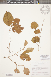 Crataegus calpodendron image