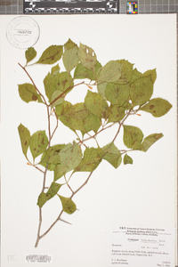 Crataegus calpodendron image