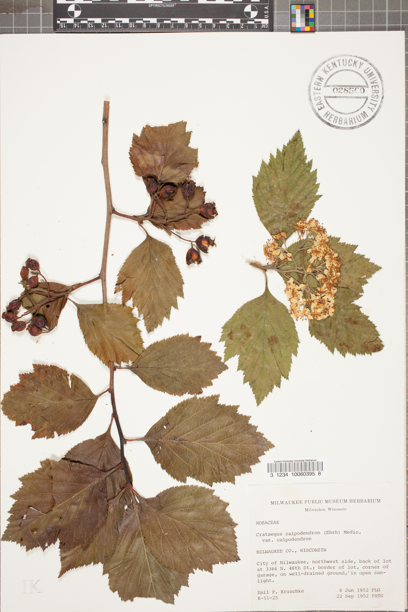 Crataegus calpodendron image