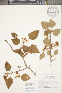 Crataegus coccinea image