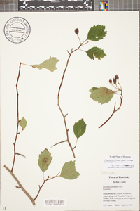 Crataegus intricata image