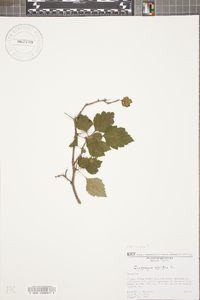 Crataegus viridis image