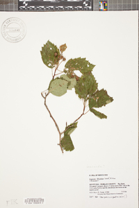 Crataegus pruinosa image