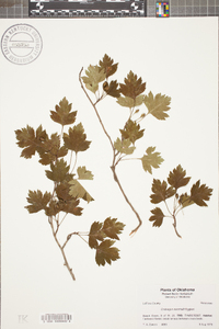 Crataegus marshallii image