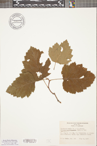 Crataegus mollis image