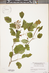 Crataegus mollis image