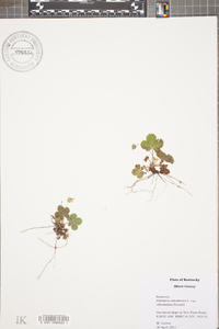 Potentilla canadensis image