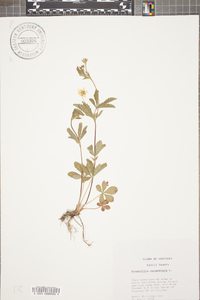 Potentilla canadensis image