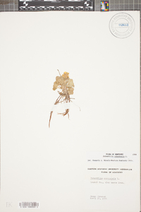 Potentilla canadensis image