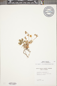 Potentilla canadensis image