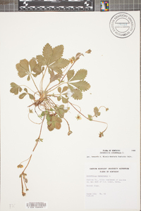 Potentilla canadensis image