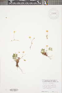 Potentilla canadensis image