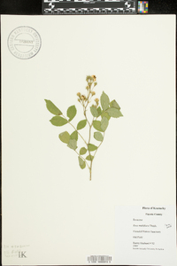 Rosa multiflora image