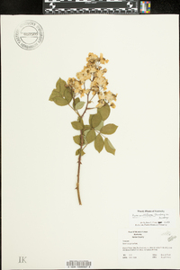 Rosa multiflora image